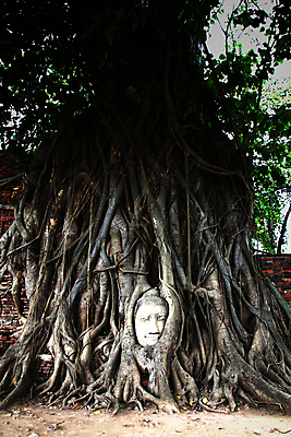 포토 JPG 해외이미지 나무 전통 문화 얼굴 여행 불교 태국 사람없음 조각상 머리 사찰 승려 명상 방콕 뿌리 옛날 해외202004 해외포토 식물 아시아 종교 종교건축 신체부위 조형물 성직자 파일형식 이미지허브