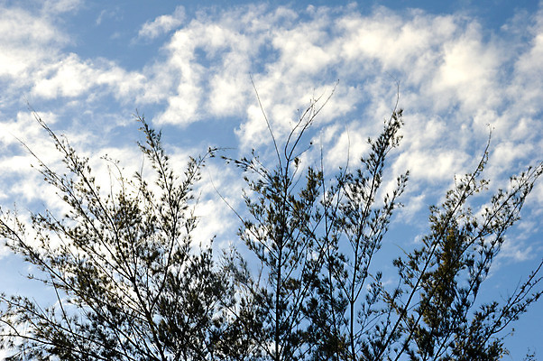 포토 JPG 해외이미지 나무 식물 계절 공원 실루엣 여행 백그라운드 잎 자연 그림자 풍경 사람없음 야외 목재 여름 햇빛 태양 우주 정원 맑음 침묵 봄 성장 가을 나뭇가지 신선 투명 숲 유기농 질감 장면 내추럴 해외202004 해외포토 자연요소 웰빙 공공시설 재료 날씨 촬영기법 소리 생태계 파일형식 이미지허브