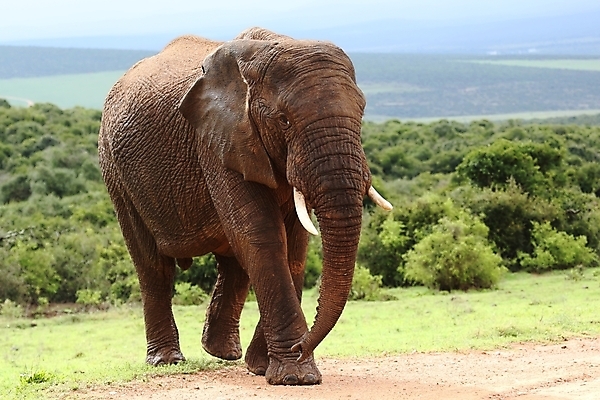 포토 JPG 해외이미지 동물 공원 남자 야생동물 포유류 아프리카 자연 초식동물 코끼리 사람없음 야외 걷기 힘 회색 게임 큼 사파리 황소 귀 상아 남아프리카 해외202004 해외포토 공공시설 나라 컬러 모션 놀이 사람 신체부위 소 크기 생태계 파일형식 이미지허브