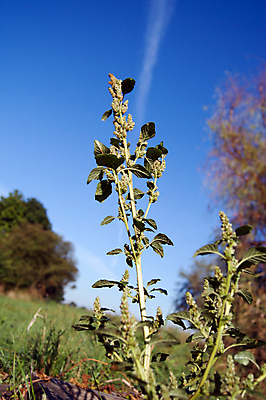 포토 JPG 해외이미지 잎 자연 사람없음 치료 초록색 흰색 약초 허브 내추럴 고립 치료제 해외202004 해외포토 식물 컬러 의학 약 풀_식물 생태계 파일형식 이미지허브