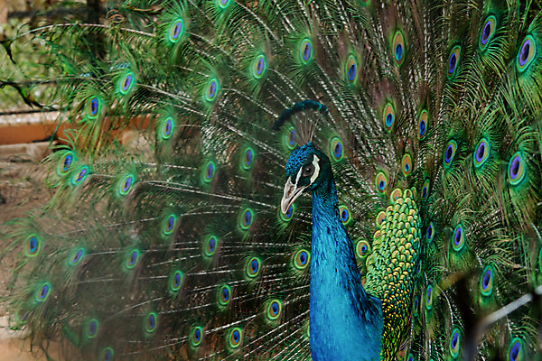 포토 JPG 해외이미지 동물 남자 야생동물 백그라운드 패턴 날개 자연 조류 사람없음 장식 초록색 파란색 컬러풀 머리 활발 펼침 의식 우아함 공작 깃털 묘사 즐거움 질감 꼬리 부리 번짐 보여주기 동물상 터키석 해외202004 해외포토 감정 컬러 컨셉 무늬 모션 사람 신체부위 조형물 보석 생태계 파일형식 효과 이미지허브