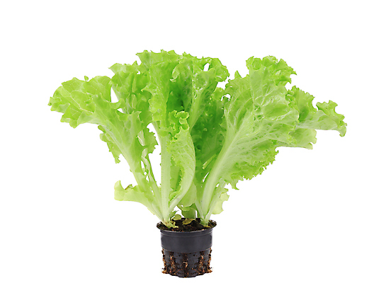 포토 JPG 해외이미지 잡화 음식 백그라운드 잎 다이어트 채소 재료 건강 사람없음 초록색 활발 샐러드 젖음 흰색 신선 상추 다발 먹기 유기농 날것 칼로리 고립 채식주의자 해외202004 해외포토 식물 웰빙 컬러 컨셉 모션 채식 파일형식 이미지허브