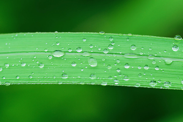 포토 JPG 해외이미지 식물 라이프스타일 백그라운드 잎 자연 날씨 사람없음 야외 가로 초록색 물 환경 침묵 봄 줄무늬 거품 젖음 성장 신선 투명 액체 닫기 떨어짐 보호 소프트포커스 이슬 순수 질감 보케 정중 그리너리 완전 해외202004 해외포토 자연요소 계절 컬러 컨셉 무늬 모션 촬영기법 생활 소리 생태계 파일형식 트랜드컬러 이미지허브