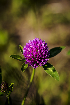 포토 JPG 해외이미지 식물 계절 꽃잎 꽃 음식 줄기 분홍색 백그라운드 잎 꽃무늬 밭 자연 건강 사람없음 빨간색 초록색 약 농경지 머리 정원 보라색 봄 들꽃 벚꽃 흰색 신선 개화 클로버 허브 유기농 내추럴 해외202004 해외포토 웰빙 컬러 무늬 농업 의학 신체부위 농장 생태계 파일형식 이미지허브