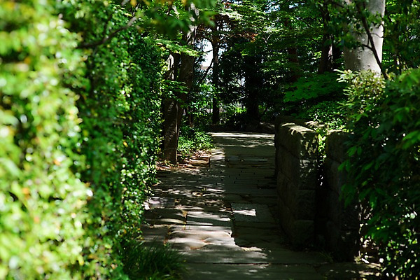 포토 JPG 주간 나무 자연 풍경 사람없음 야외 산책로 숲 숲길 국내포토 자연요소 식물 길 생태계 파일형식