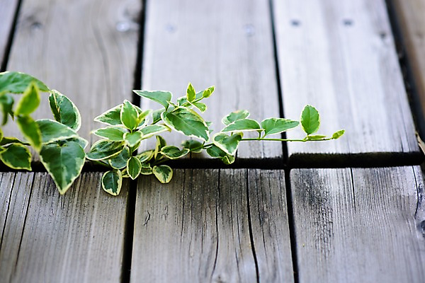 포토 JPG 주간 잎 자연 사람없음 야외 아웃포커스 덩굴 국내포토 자연요소 식물 촬영기법 생태계 파일형식