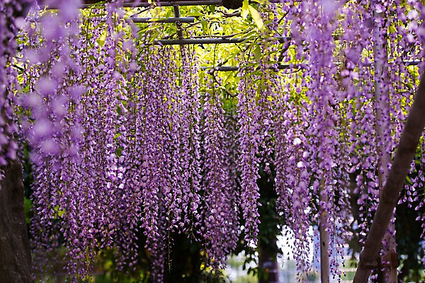 포토 JPG 주간 꽃 자연 사람없음 야외 아웃포커스 보라색 덩굴 국내포토 자연요소 식물 컬러 촬영기법 생태계 파일형식