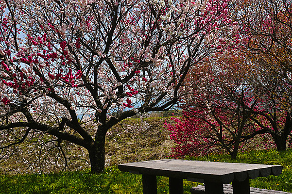 포토 JPG 주간 꽃 자연 꽃나무 풍경 사람없음 야외 평상 국내포토 자연요소 나무 식물 생태계 파일형식