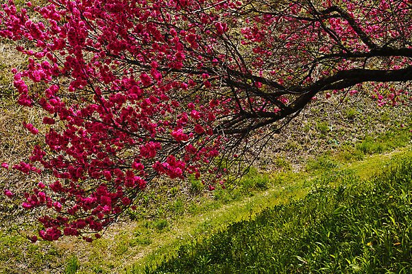 포토 JPG 주간 꽃 여러송이 자연 꽃나무 풍경 사람없음 야외 나뭇가지 국내포토 자연요소 나무 식물 다수 생태계 파일형식