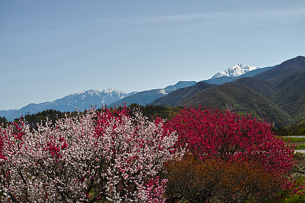 포토 JPG 주간 구름 꽃 자연 하늘 산 꽃나무 풍경 사람없음 야외 만년설 국내포토 자연요소 나무 식물 생태계 파일형식