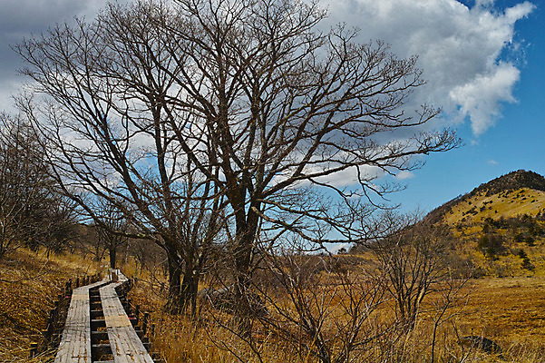 포토 JPG 주간 나무 구름 자연 하늘 산 풍경 사람없음 야외 산책로 국내포토 자연요소 식물 길 생태계 파일형식