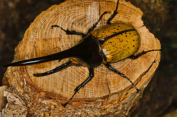 포토 JPG 주간 한마리 자연 근접촬영 사람없음 야외 딱정벌레 통나무 국내포토 자연요소 나무 1 뷰포인트 곤충 생태계 파일형식