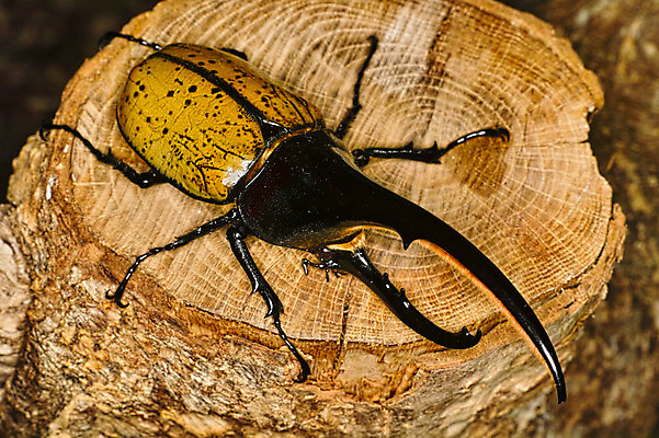 포토 JPG 주간 한마리 자연 근접촬영 사람없음 야외 딱정벌레 통나무 국내포토 자연요소 나무 1 뷰포인트 곤충 생태계 파일형식