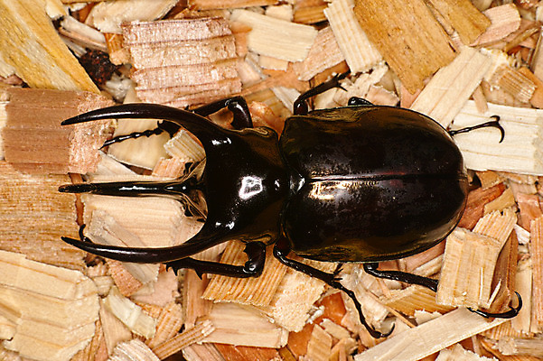 포토 JPG 주간 한마리 자연 근접촬영 사람없음 야외 딱정벌레 나무조각 장수풍뎅이 톱밥 국내포토 자연요소 1 뷰포인트 곤충 목재 가루 생태계 파일형식