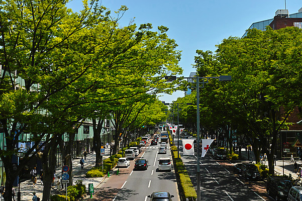 포토 JPG 주간 나무 도로 자동차 여러명 야외 도시풍경 도시 보행자 도쿄 가로수 일장기 국내포토 자연요소 식물 길 육상교통 다수 교통시설 사람 풍경 일본 국기 파일형식