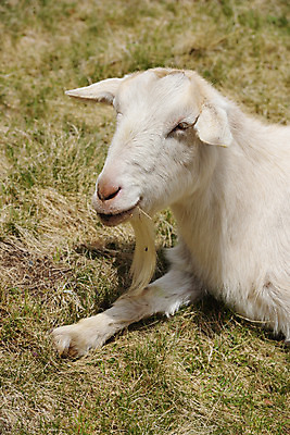 포토 JPG 주간 한마리 자연 염소 사람없음 야외 가축 목초지 방목 국내포토 자연요소 동물 1 포유류 목장 축산업 생태계 파일형식 초원_자연