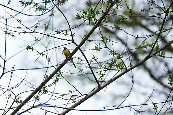포토 JPG 주간 한마리 자연 조류 사람없음 야외 아웃포커스 나뭇가지 국내포토 자연요소 나무 동물 1 촬영기법 생태계 파일형식