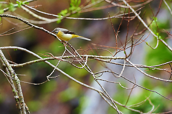 포토 JPG 주간 한마리 자연 조류 사람없음 야외 아웃포커스 나뭇가지 국내포토 자연요소 나무 동물 1 촬영기법 생태계 파일형식