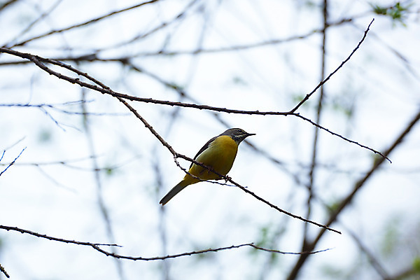 포토 JPG 주간 한마리 자연 조류 사람없음 야외 아웃포커스 나뭇가지 국내포토 자연요소 나무 동물 1 촬영기법 생태계 파일형식