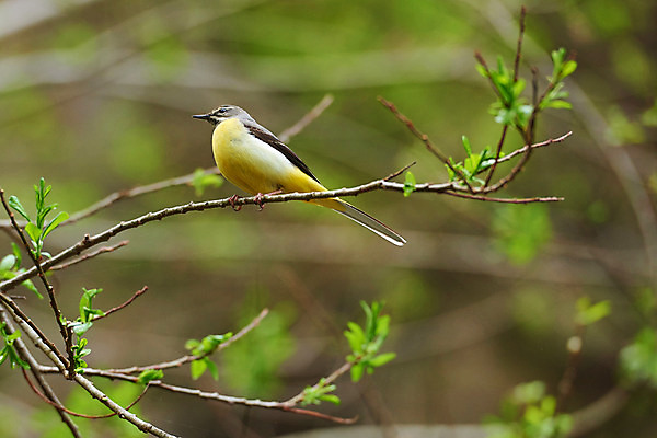 포토 JPG 주간 한마리 자연 조류 사람없음 야외 아웃포커스 나뭇가지 국내포토 자연요소 나무 동물 1 촬영기법 생태계 파일형식