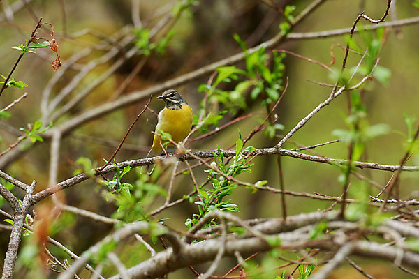 포토 JPG 주간 한마리 자연 조류 사람없음 야외 아웃포커스 나뭇가지 국내포토 자연요소 나무 동물 1 촬영기법 생태계 파일형식