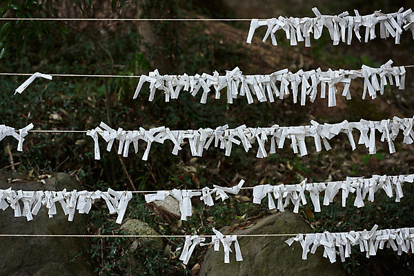 포토 JPG 주간 줄 일본문화 사람없음 야외 일본 사찰 일본전통 소원 걸림 미신 소원빌기 신앙심 오미쿠지 국내포토 자연요소 동양문화 전통 아시아 외국문화 종교건축 모션 파일형식