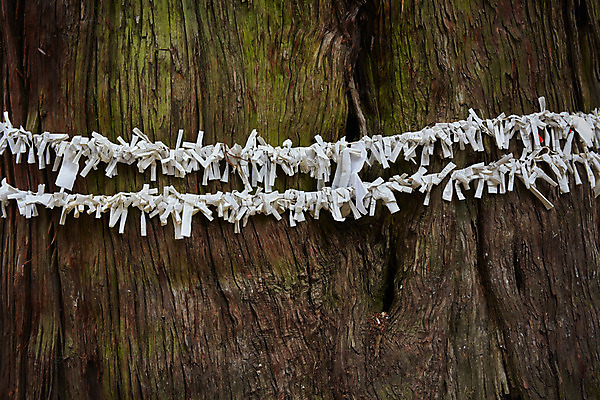 포토 JPG 주간 나무 일본문화 사람없음 야외 일본 사찰 일본전통 소원 미신 소원빌기 신앙심 오미쿠지 국내포토 자연요소 식물 동양문화 전통 아시아 외국문화 종교건축 파일형식
