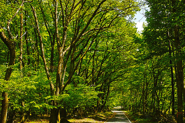 포토 JPG 주간 나무 자연 풍경 사람없음 야외 산책로 숲 숲길 국내포토 자연요소 식물 길 생태계 파일형식