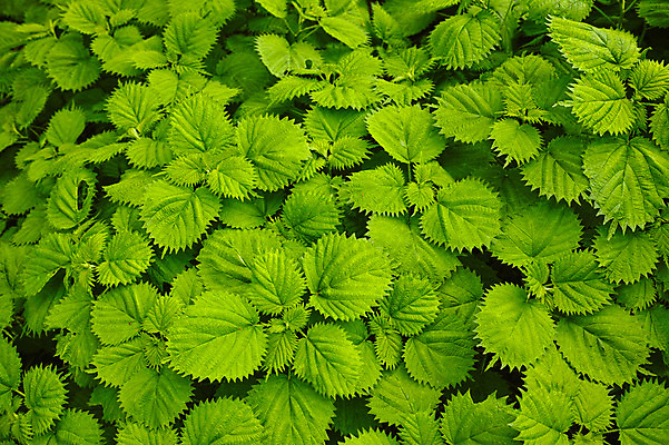 포토 JPG 주간 식물 백그라운드 잎 자연 사람없음 야외 국내포토 자연요소 생태계 파일형식