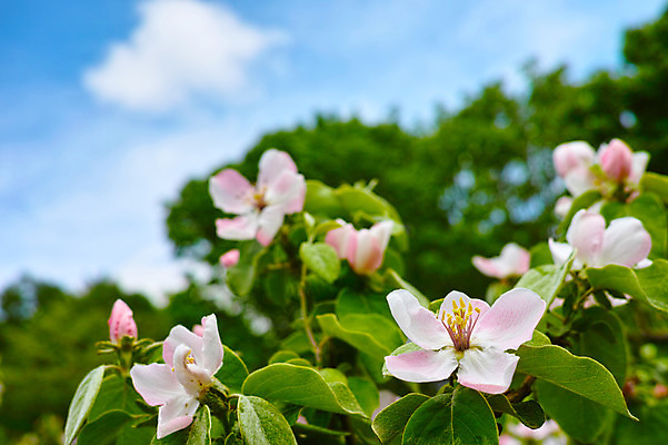 포토 JPG 주간 구름 꽃 여러송이 잎 자연 하늘 사람없음 야외 아웃포커스 국내포토 자연요소 식물 다수 촬영기법 생태계 파일형식