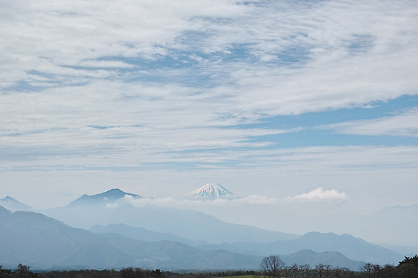 포토 JPG 주간 나무 구름 자연 하늘 산 풍경 사람없음 야외 만년설 후지산 국내포토 자연요소 식물 일본 세계문화유산 생태계 파일형식