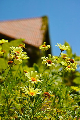 포토 JPG 주간 꽃 여러송이 자연 사람없음 야외 아웃포커스 노란색 국내포토 자연요소 식물 컬러 다수 촬영기법 생태계 파일형식