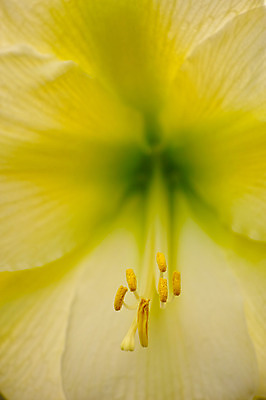 포토 JPG 꽃 한송이 자연 근접촬영 사람없음 아웃포커스 꽃술_꽃 국내포토 식물 1 뷰포인트 촬영기법 생태계 송이 파일형식