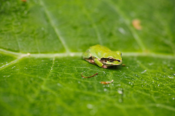 포토 JPG 주간 한마리 자연 나뭇잎 근접촬영 사람없음 야외 아웃포커스 청개구리 국내포토 자연요소 1 뷰포인트 잎 촬영기법 개구리 생태계 파일형식