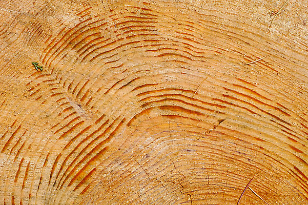 포토 JPG 백그라운드 무늬 자연 단면 사람없음 통나무 나이테 국내포토 나무 생태계 파일형식