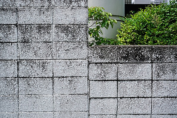 포토 JPG 주간 나무 벽돌 사람없음 야외 담장 벽돌담 국내포토 자연요소 식물 파일형식