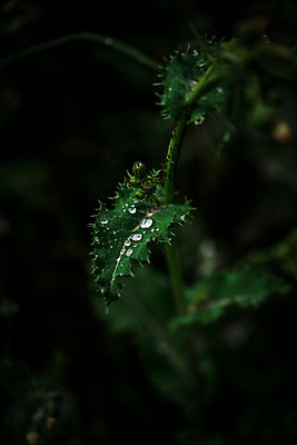 포토 JPG 주간 잎 자연 사람없음 야외 아웃포커스 물방울 이슬 국내포토 자연요소 식물 촬영기법 생태계 파일형식