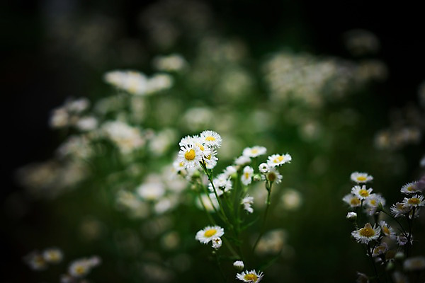 포토 JPG 주간 여러송이 자연 사람없음 야외 아웃포커스 개망초 국내포토 자연요소 꽃 다수 촬영기법 생태계 파일형식