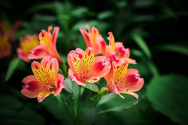 포토 JPG 주간 꽃 여러송이 자연 사람없음 야외 아웃포커스 주황색 국내포토 자연요소 식물 컬러 다수 촬영기법 생태계 파일형식