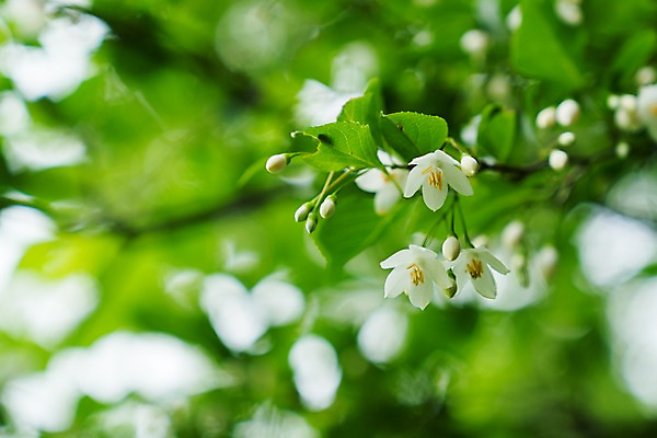포토 JPG 주간 꽃 자연 나뭇잎 사람없음 야외 아웃포커스 나뭇가지 국내포토 자연요소 나무 식물 잎 촬영기법 생태계 파일형식