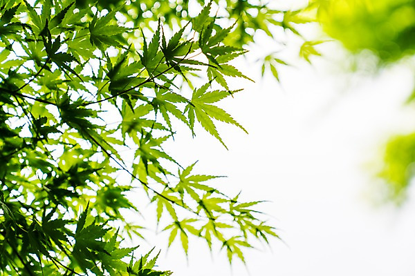 포토 JPG 주간 단풍 자연 사람없음 야외 아웃포커스 국내포토 자연요소 잎 촬영기법 생태계 파일형식