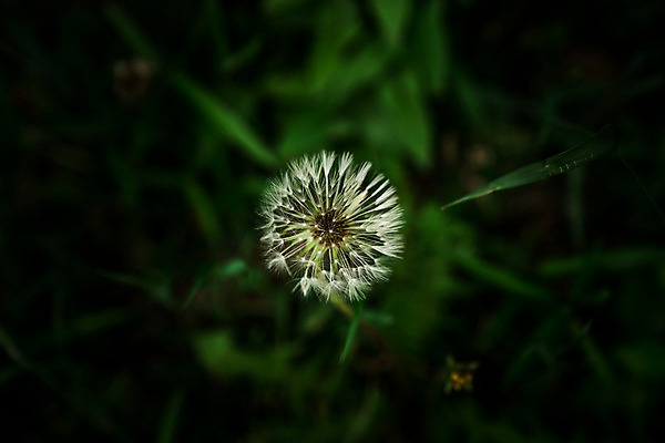 포토 JPG 주간 자연 근접촬영 사람없음 야외 아웃포커스 민들레홀씨 국내포토 자연요소 뷰포인트 촬영기법 민들레 생태계 파일형식