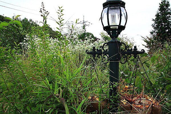 포토 JPG 주간 백그라운드 가로등 풍경 사람없음 야외 풀잎 국내포토 자연요소 공공시설 잎 풀_식물 파일형식