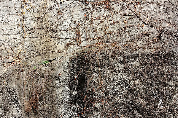 포토 JPG 주간 벽 백그라운드 풍경 사람없음 야외 덩굴 국내포토 자연요소 식물 파일형식