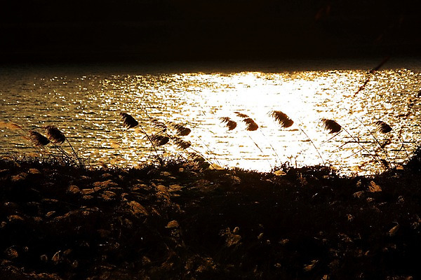 포토 JPG 주간 자연현상 갈대 풍경 사람없음 야외 강 일몰 국내포토 자연요소 식물 자연 노을 파일형식