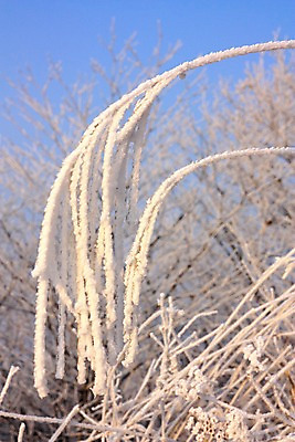 포토 JPG 주간 설경 자연 눈꽃 근접촬영 사람없음 야외 아웃포커스 나뭇가지 눈 국내포토 자연요소 나무 뷰포인트 겨울 날씨 눈_날씨 촬영기법 풍경 생태계 파일형식