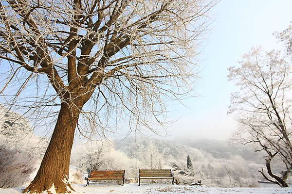 포토 JPG 주간 나무 설경 벤치 자연 산 풍경 사람없음 야외 눈 남한산성 겨울풍경 국내포토 광주시 자연요소 식물 겨울 의자 날씨 생태계 경기도 파일형식