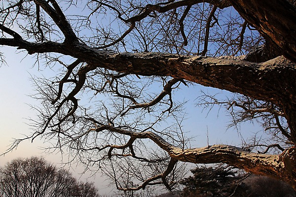 포토 JPG 주간 로우앵글 자연 하늘 풍경 사람없음 야외 나뭇가지 남한산성 국내포토 광주시 자연요소 나무 뷰포인트 생태계 경기도 파일형식