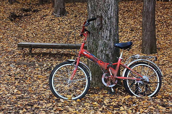 포토 JPG 주간 나무 공원 낙엽 벤치 풍경 사람없음 야외 자전거 가을 국내포토 자연요소 식물 계절 공공시설 잎 의자 바이크 파일형식