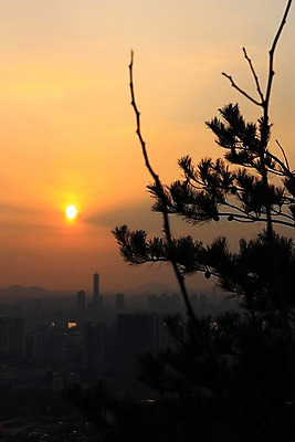 포토 JPG 나무 자연현상 하늘 서울 풍경 빌딩 사람없음 야외 태양 일몰 도시 국내포토 자연요소 식물 자연 한국 건물 노을 파일형식